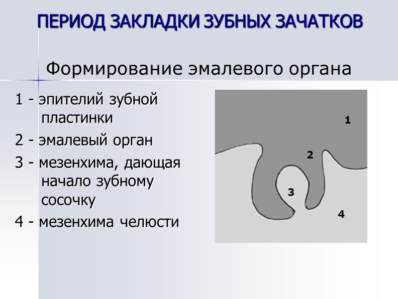 1 - эпителий зубной пластинки 2 - эмалевый орган 3 - мезенхима, дающая начало